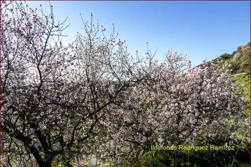 Manto de tonos blancos y rosas en Gran Canaria (Reportaje gráfico de Ildefonso Rodríguez)
